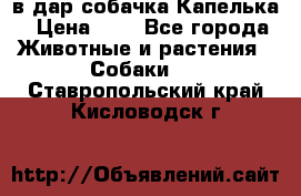 в дар собачка Капелька › Цена ­ 1 - Все города Животные и растения » Собаки   . Ставропольский край,Кисловодск г.